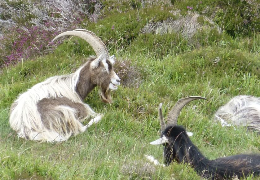 Dublin Day Trips: Wicklow Mountains Hike | The Alternative Atlas