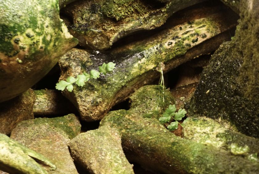 The Alternative Atlas | Paris Catacombs