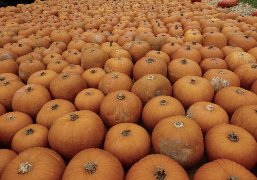 Ludwigsburg Pumpkin Festival | The Alternative Atlas